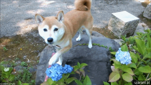 dog flowers gifs find share on giphy medium