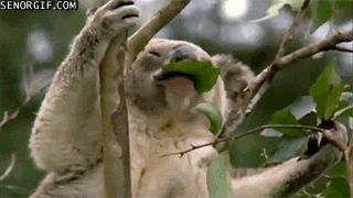 eating list koalas gif on gifer by baris medium