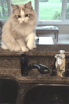 turning on the faucet funny cat gifs koty gify pinterest medium