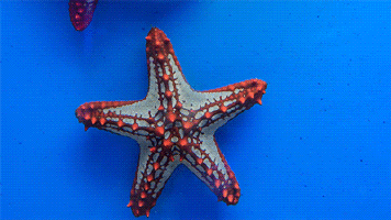 ugly starfish fish pinterest starfish aliens and creatures medium
