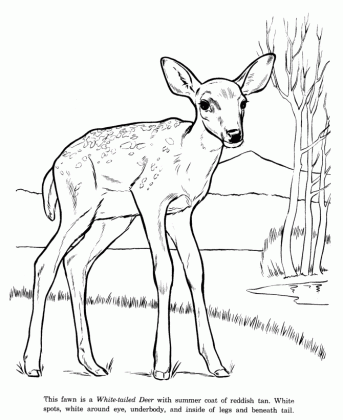 animal drawings coloring pages white tail deer animal medium