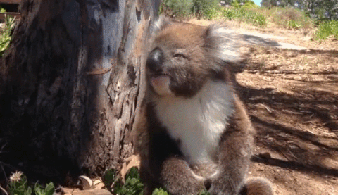 9 koala gifs you can use instead of emojis medium