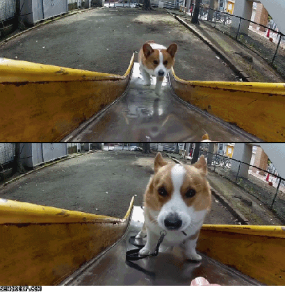 funny dog lol gif by cheezburger find share on giphy medium