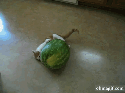 the strange and secret battle between cats and watermelon medium