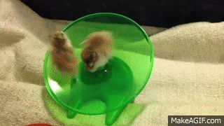 hamsters running and spinning on wheel very funny on make a gif medium
