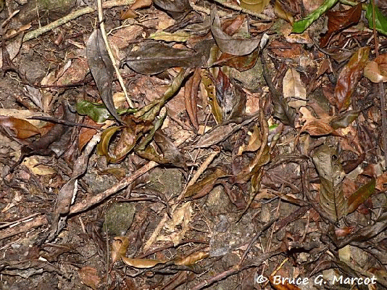 epow ecology picture of the week beneath the tropical leaf litter medium