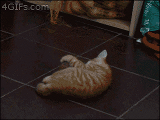 funny cat cute gif on gifer by saberbearer medium