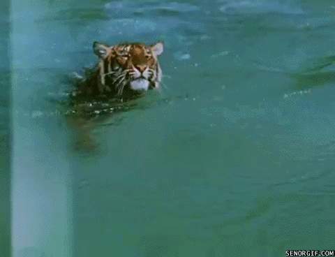 tiger swimming gif se or gif funny gifs medium