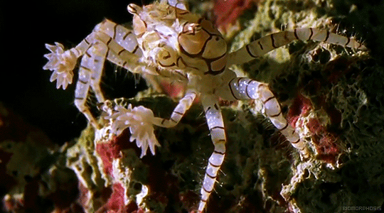 gif animals wildlife crabs pom pom crab lybia crab cheerleader crab medium