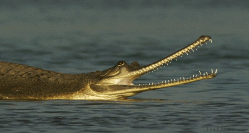 gharial gifs find share on giphy medium