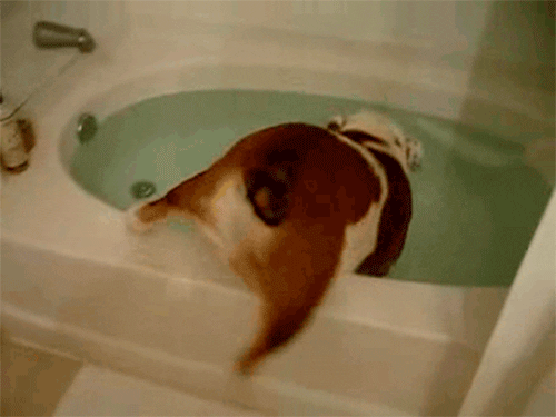 dog bath gifs get the best gif on giphy medium