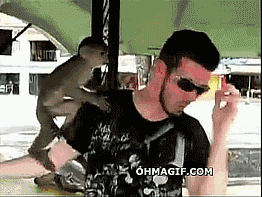 monkey stealing gif find share on giphy medium