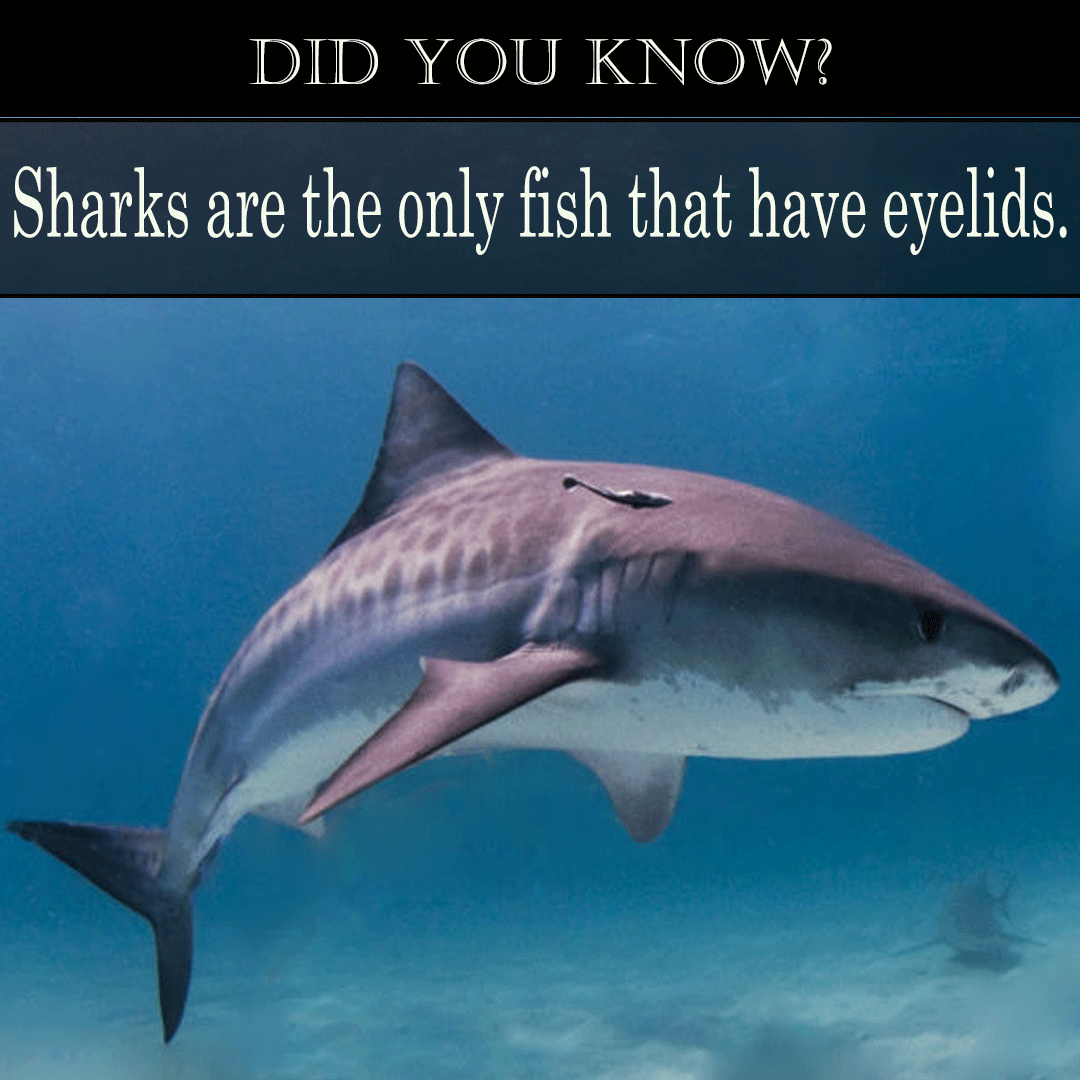 did you know sharks are the only fish that have eyelids medium