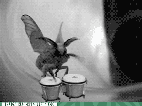 i can has cheezburger drums page 2 funny animals online medium
