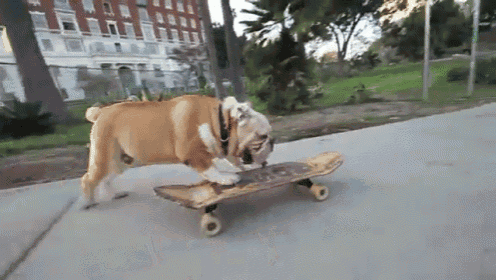 skateboarding bulldog gif medium