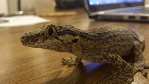 gargoyle gecko tumblr medium