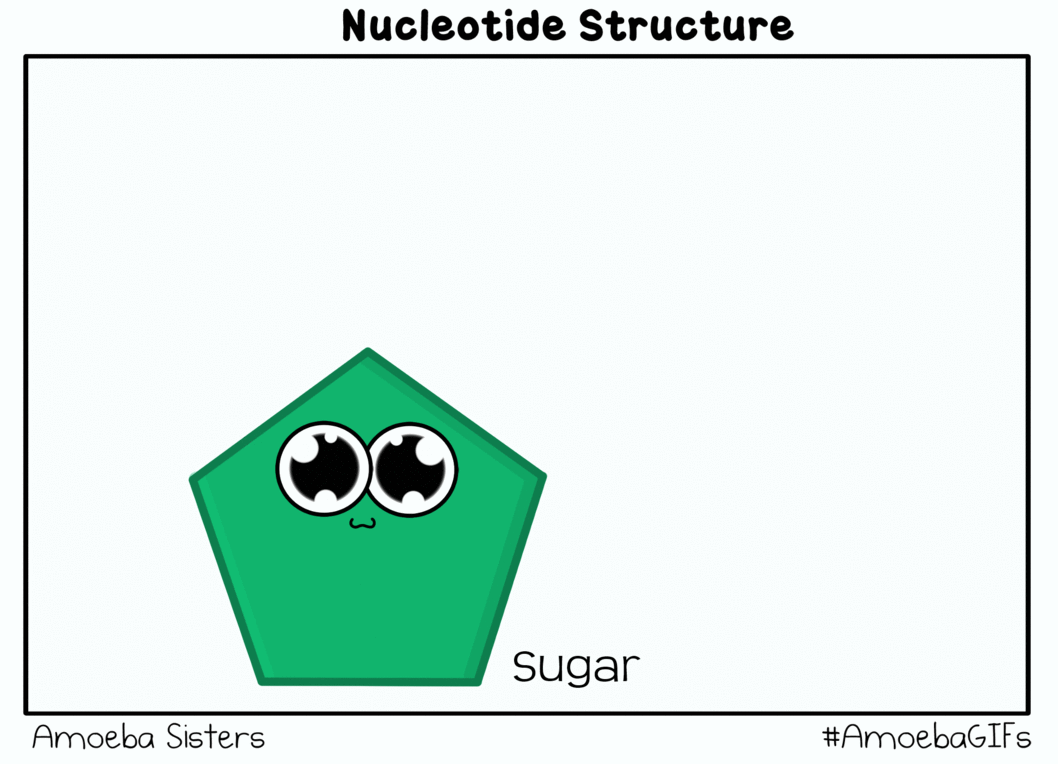 we have a new gif explaining the structure of a nucleotide drop the medium