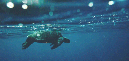 sea turtle swimming tumblr medium