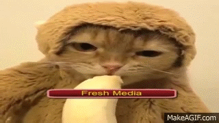 cat monkey banana cute cat 2018 medium
