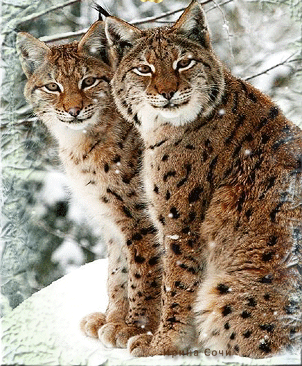 dreamies de gifs pinterest lynx animal and cat medium