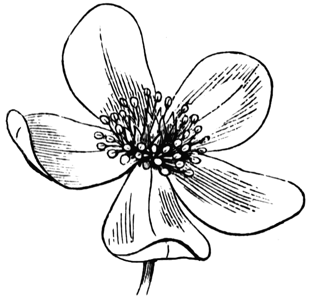 black line drawings of flowers flower more pins like this one medium