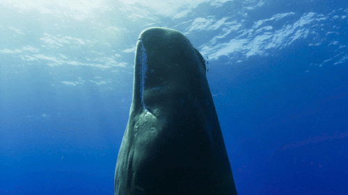 chalkandwater sleeping sperm whales blue planet the ocean is medium
