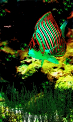 free animated color fish mobile wallpaper by maryla75 on tehkseven medium