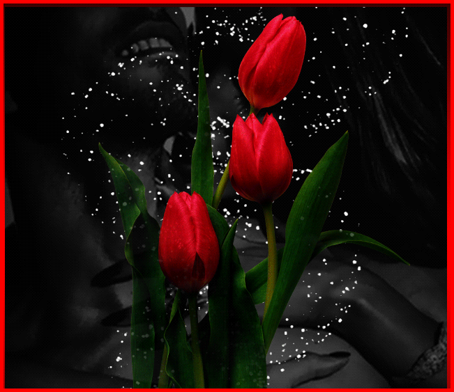 dreamies papillion animated gifs gifs hoa tulip flowers gifs medium