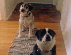 dog wow gif by america s funniest home videos find share on giphy medium