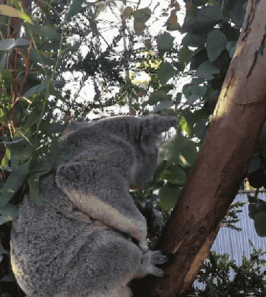 happy get up gif by san diego zoo find share on giphy medium