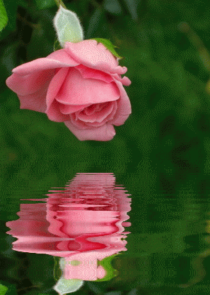 rose and water free roses ecards greeting cards 123 greetings medium