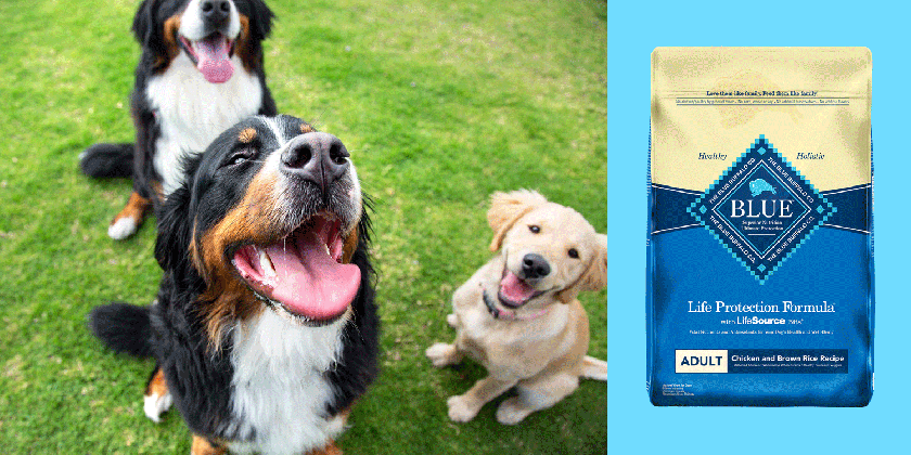 best dry dog food according to experts and veterinarians tons of cat drinking water gif medium