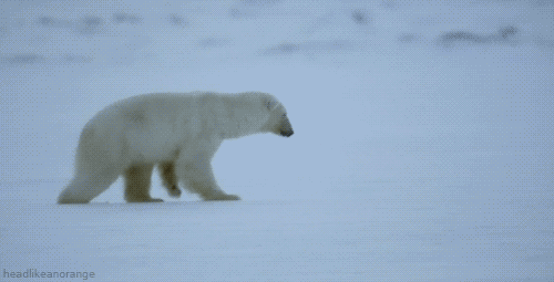 polar bear adorable gif wifflegif medium