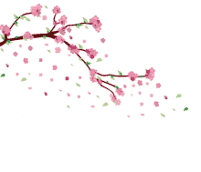 cartoon cherry blossoms gifs tenor medium