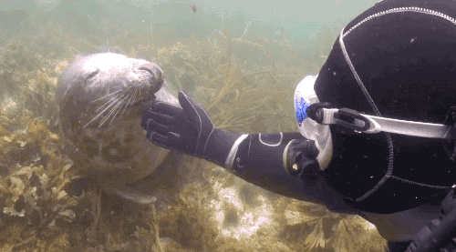 seal diver gif find share on giphy medium