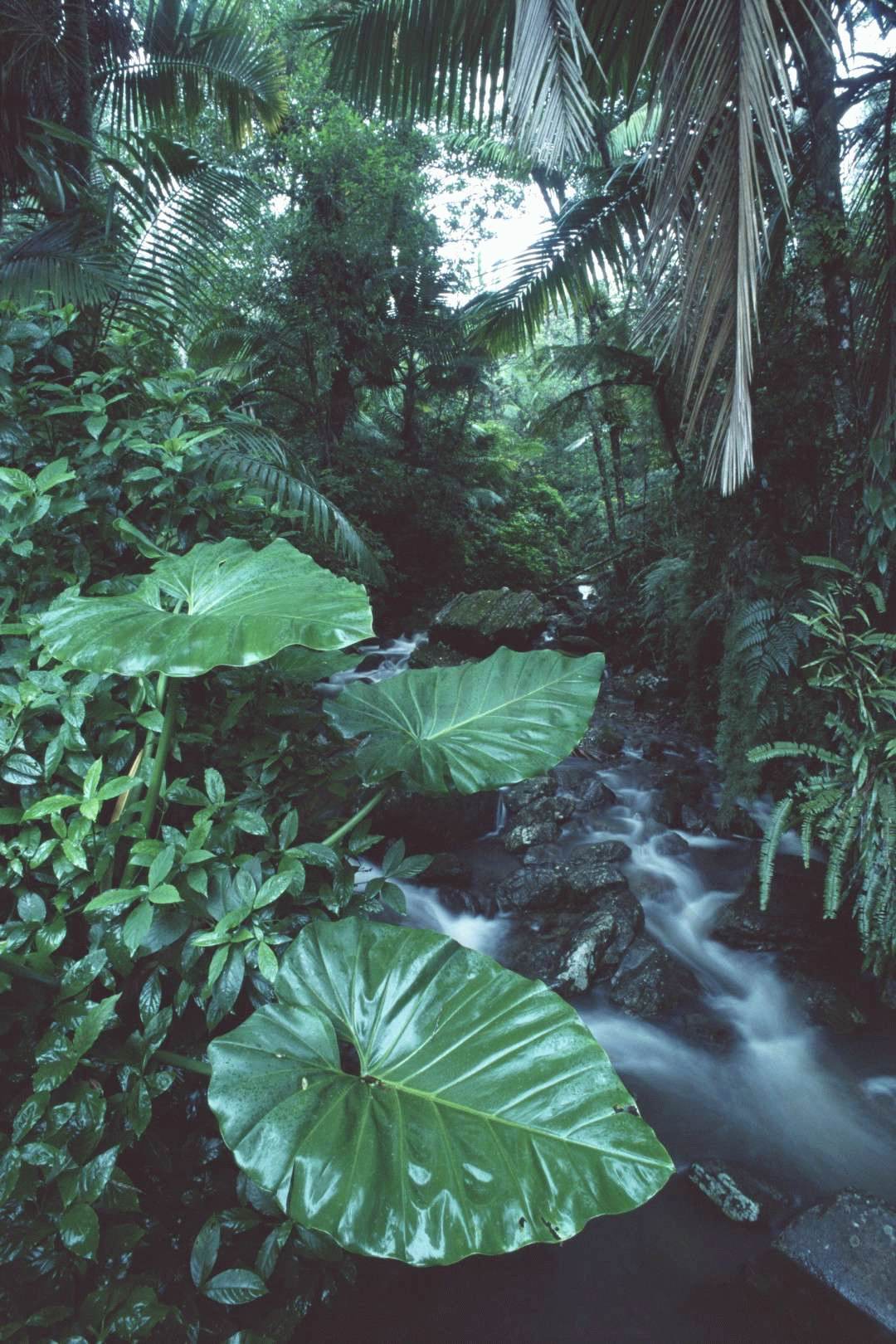 rainforest fotobehang behang photowall landscape model foliage plants animals gif medium