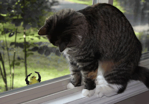 irti funny gif 3213 tags monty python bird mocking cat window medium