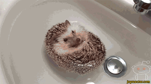 hedgehog bath cute gif gif animation animated medium