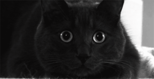 black cat gif witch cat s eyes scary cat lol weird cats medium