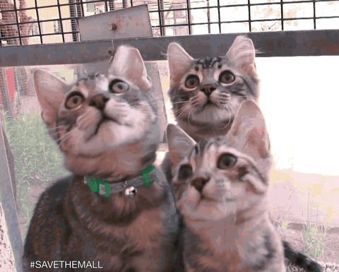 cat kitten gif by best friends animal society find share on giphy medium