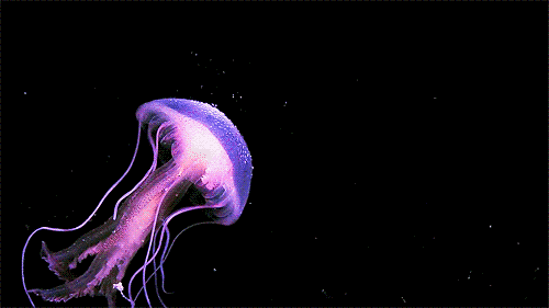 encuentra comodidad en ella medusa jellyfish and underwater medium