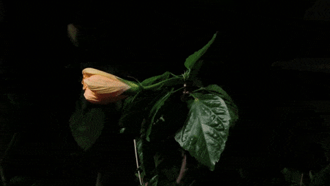 flower hibiscus gif find share on giphy medium