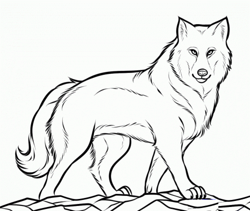 free printable wolf coloring pages for kids medium