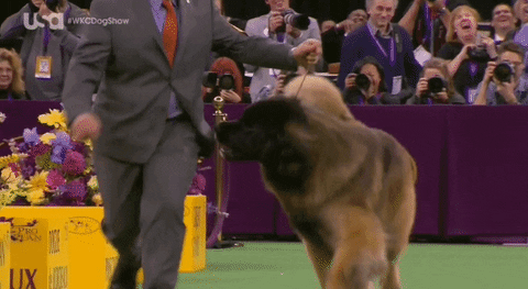 dog show gifs find share on giphy medium
