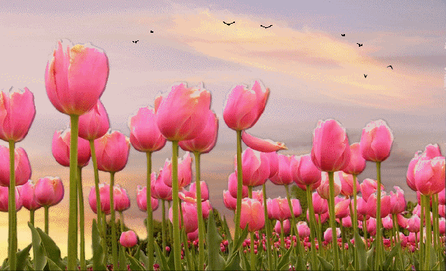 birds flying over pink tulips pictures photos and images medium