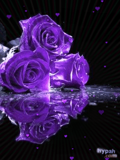purple roses gif animation pinterest amazing photos flowers medium