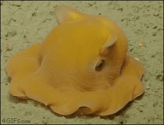 camera shy octopus hides in tentacles cameras animal and gifs medium