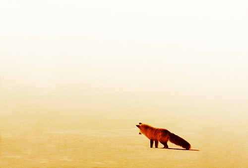 this is a fox jumping into the snow to catch a mouse gif medium