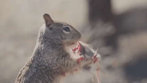 squirrel dining on fresh mouse natureismetal medium