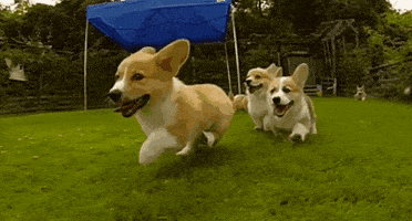 dog running gifs get the best gif on giphy medium